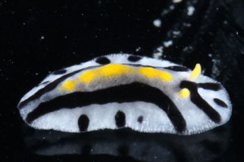 Media type: image;   Malacology 393807 Description: live specimen;